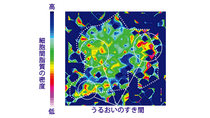【うるおい不足の肌】