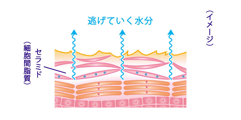 【うるおい不足の肌】