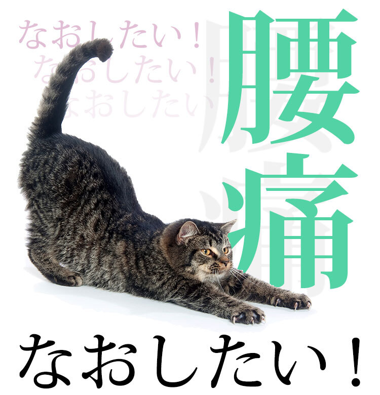 腰痛対策教えます 腰痛は 朝の30秒正座 で治るんです ビューティニュース 美容メディアvoce ヴォーチェ